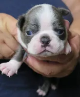 INDY, a male Boston Terrier for sale in Bend, OR – 1 of 2