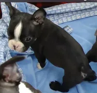 Ryder, a male Boston Terrier for sale in Bend, OR – Photo 2 of 3