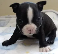 Ryder, a male Boston Terrier for sale in Bend, OR – Photo 3 of 3