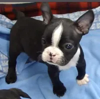 Ryder, a male Boston Terrier for sale in Bend, OR – Photo 1 of 3