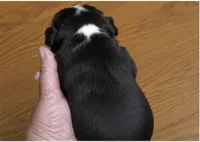 Benji, a male Boston Terrier for sale in Bend, OR – 2 of 4
