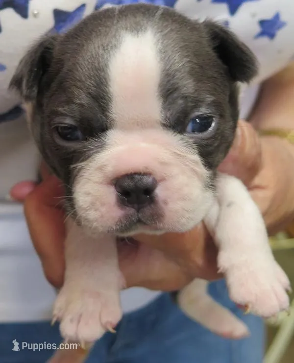 Ashton, a male Boston Terrier for sale in Bend, OR – Photo 1 of 4