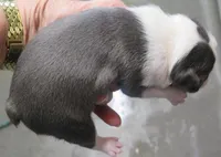 Ashton, a male Boston Terrier for sale in Bend, OR – Photo 3 of 4