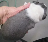 Ashton, a male Boston Terrier for sale in Bend, OR – Photo 2 of 4