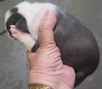 Ashton, a male Boston Terrier for sale in Bend, OR – Photo 4 of 4