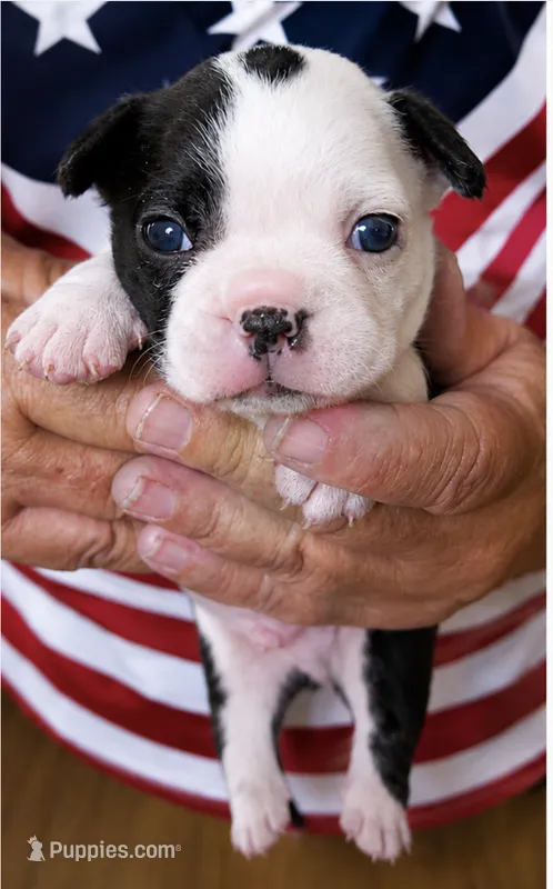 Dusty – Boston Terrier puppy for sale in Bend, OR