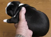 Benji, a male Boston Terrier for sale in Bend, OR – 3 of 4