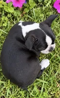 Sophia, a female Boston Terrier for sale in Bend, OR – 2 of 2