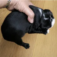 Tank, a male Boston Terrier for sale in Bend, OR – 3 of 4