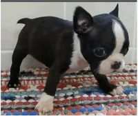Roper, a male Boston Terrier for sale in Bend, OR – Photo 2 of 3