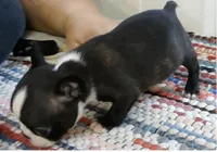 Roper, a male Boston Terrier for sale in Bend, OR – Photo 3 of 3