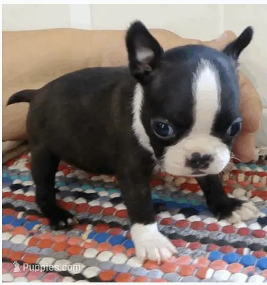 Roper, a male Boston Terrier for sale in Bend, OR – Photo 1 of 3