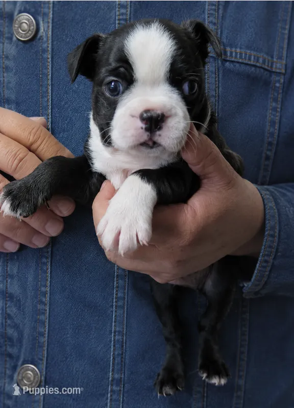 Tank – Boston Terrier puppy for sale in Bend, OR