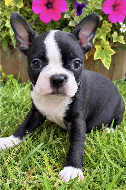 Sasha – Boston Terrier puppy for sale in Bend, OR