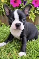 Sasha, a female Boston Terrier for sale in Bend, OR – 1 of 2