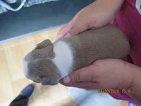 Kenny, a male Boston Terrier for sale in Bend, OR – Photo 2 of 2