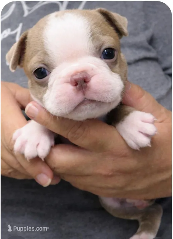 Kenny – Boston Terrier puppy for sale in Bend, OR