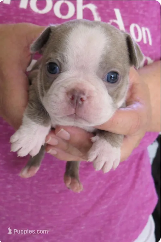 Kenny – Boston Terrier puppy for sale in Bend, OR