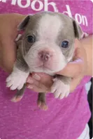 Kenny, a male Boston Terrier for sale in Bend, OR – Photo 1 of 2