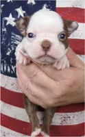 Danny, a female Boston Terrier for sale in Bend, OR – 1 of 2