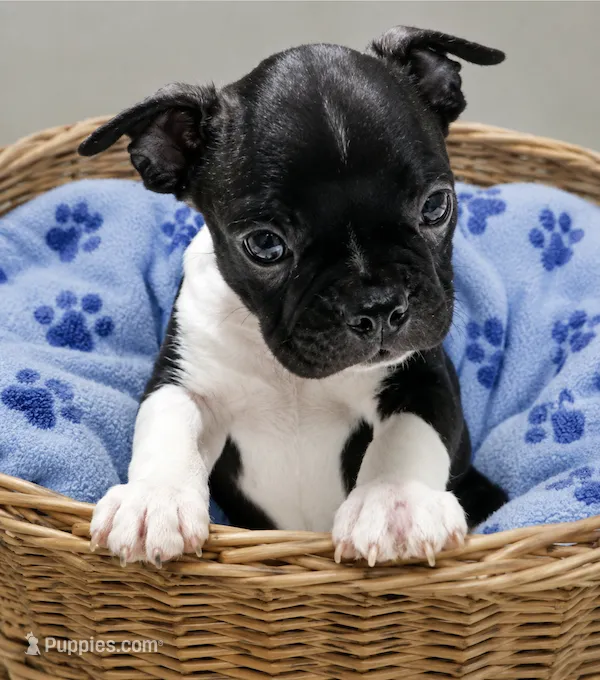 Andy – Boston Terrier puppy for sale in Bend, OR
