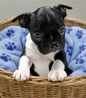 Andy, a male Boston Terrier for sale in Bend, OR – 1 of 4