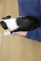 Dodge, a male Boston Terrier for sale in Bend, OR – 2 of 2