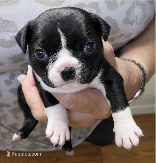 Gypsy – Boston Terrier puppy for sale in Bend, OR