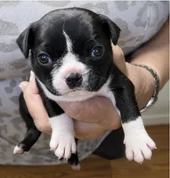Gypsy, a female Boston Terrier for sale in Bend, OR – 1 of 4