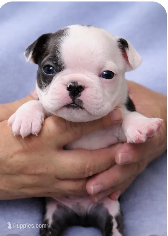 Hershey – Boston Terrier puppy for sale in Bend, OR