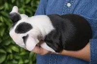 Hershey, a male Boston Terrier for sale in Bend, OR – Photo 2 of 2