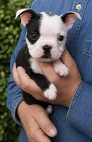 Hershey, a male Boston Terrier for sale in Bend, OR – Photo 1 of 2