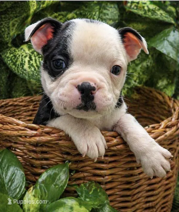 Hershey – Boston Terrier puppy for sale in Bend, OR