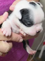 Hershey, a male Boston Terrier for sale in Bend, OR – Photo 2 of 3