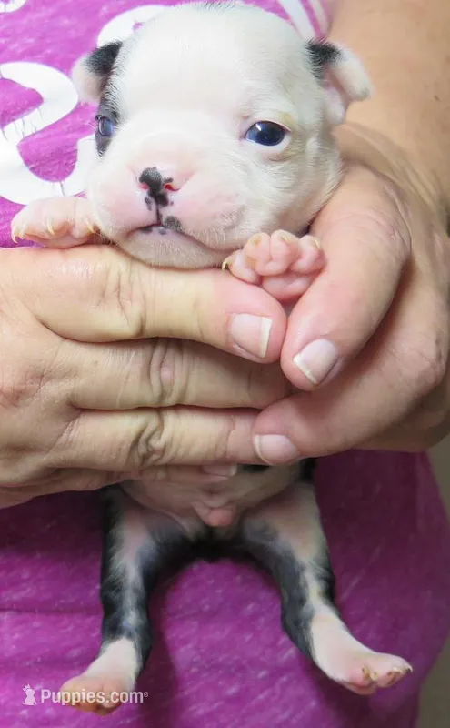 Hershey – Boston Terrier puppy for sale in Bend, OR