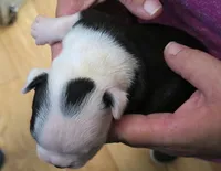 Hershey, a male Boston Terrier for sale in Bend, OR – Photo 3 of 3