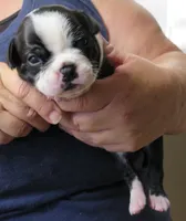 Paxton, a male Boston Terrier for sale in Bend, OR – 2 of 3