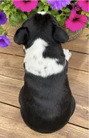 Freckles, a female Boston Terrier for sale in Bend, OR – 3 of 3