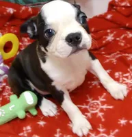 Mamie, a female Boston Terrier for sale in Bend, OR – Photo 1 of 3