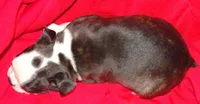 Mamie, a female Boston Terrier for sale in Bend, OR – Photo 3 of 3