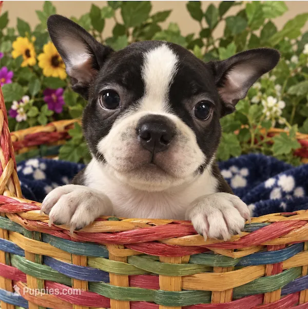 Sophia – Boston Terrier puppy for sale in Bend, OR