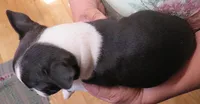 Robbie , a male Boston Terrier for sale in Bend, OR – 3 of 3