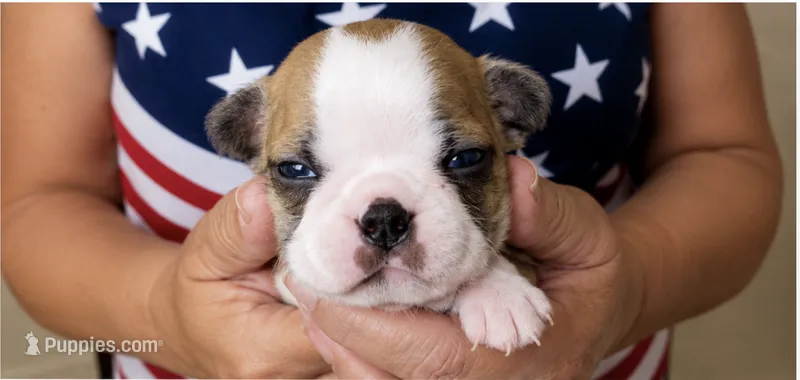 Nugget – Boston Terrier puppy for sale in Bend, OR