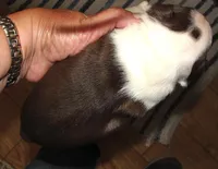 Rover, a male Boston Terrier for sale in Bend, OR – Photo 2 of 3