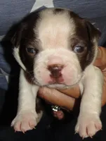 Rover, a male Boston Terrier for sale in Bend, OR – Photo 1 of 3