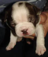 Rover, a male Boston Terrier for sale in Bend, OR – Photo 3 of 3