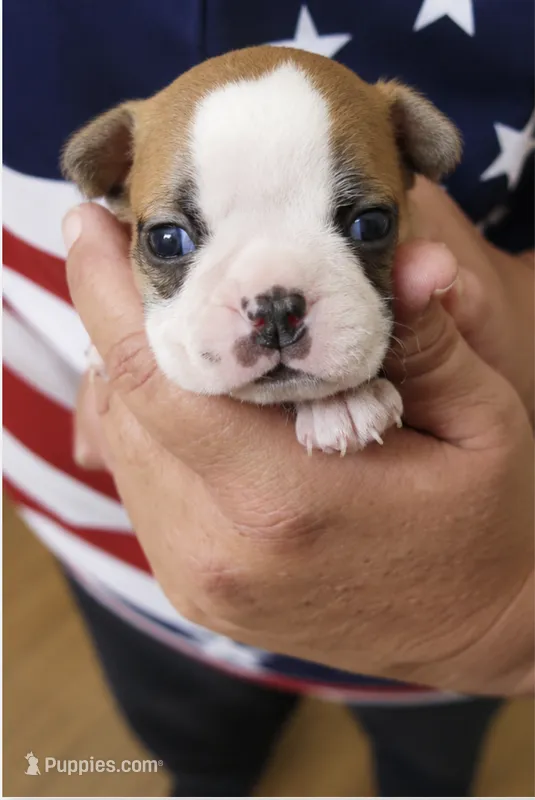 Griff – Boston Terrier puppy for sale in Bend, OR