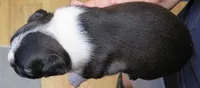 Dallas, a male Boston Terrier for sale in Bend, OR – 2 of 2