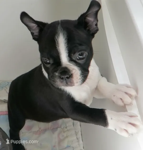Robbie  – Boston Terrier puppy for sale in Bend, OR