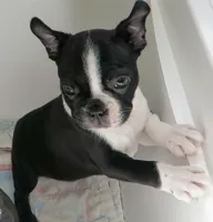 Robbie , a male Boston Terrier for sale in Bend, OR – 1 of 3
